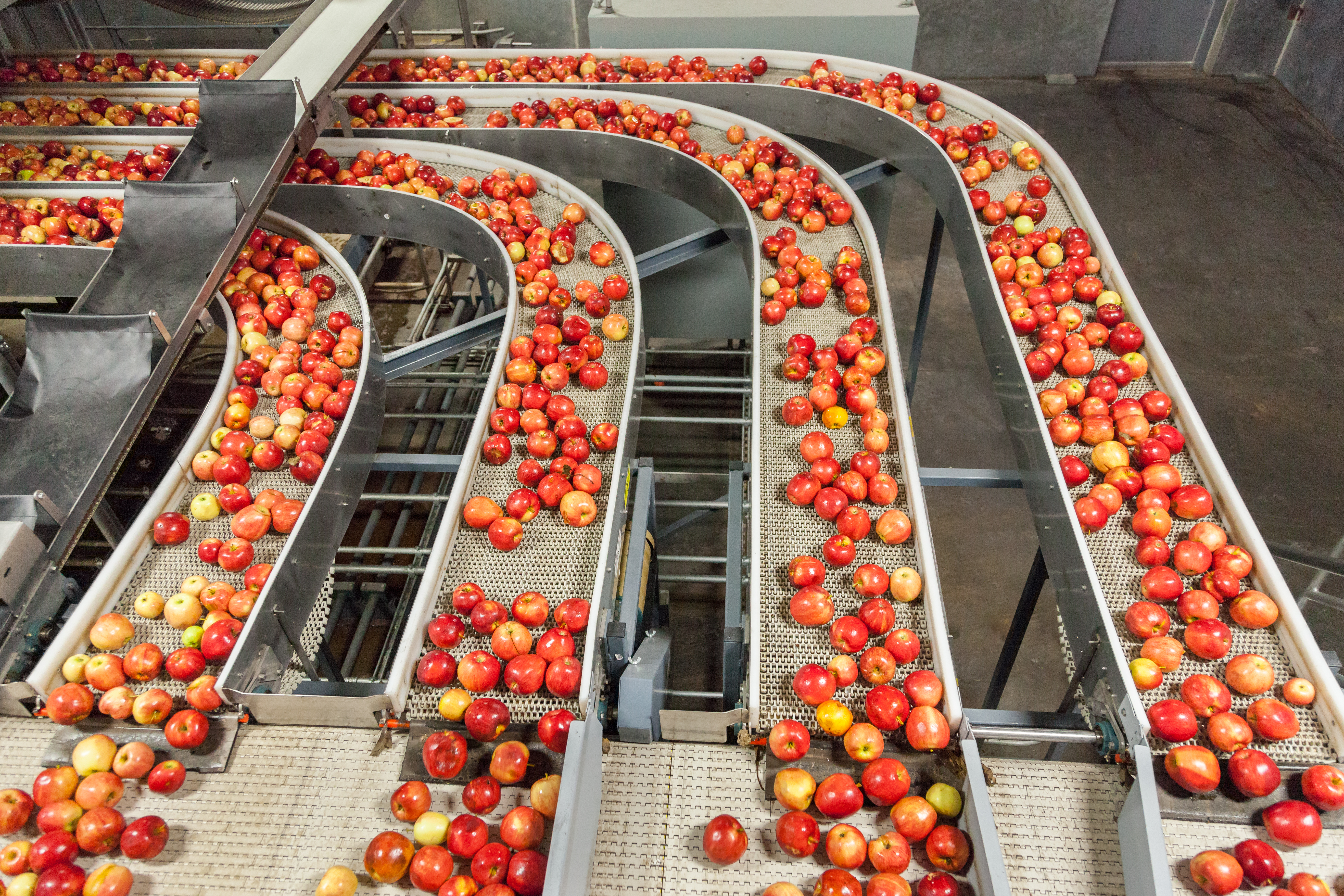 Apples being sorted at a factory